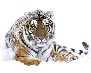 Poster - Siberian tiger Enmarcado de cuadros